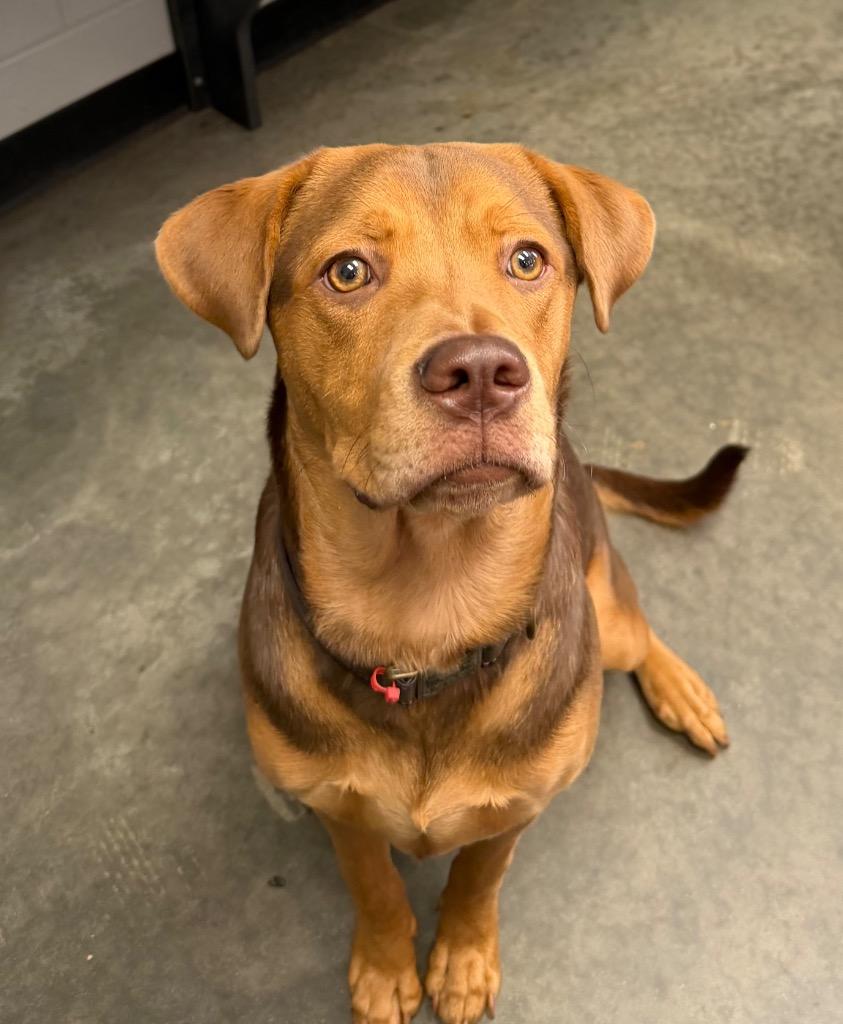 Enlarge Mina, a Adoptable Mixed Breed in Henderson, NC image 1/1