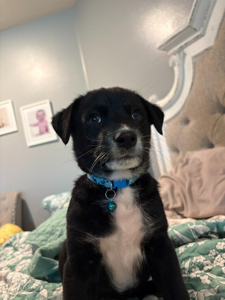 Enlarge Jasper, a Adopted mixed breed in Heber City, UT image 1/5