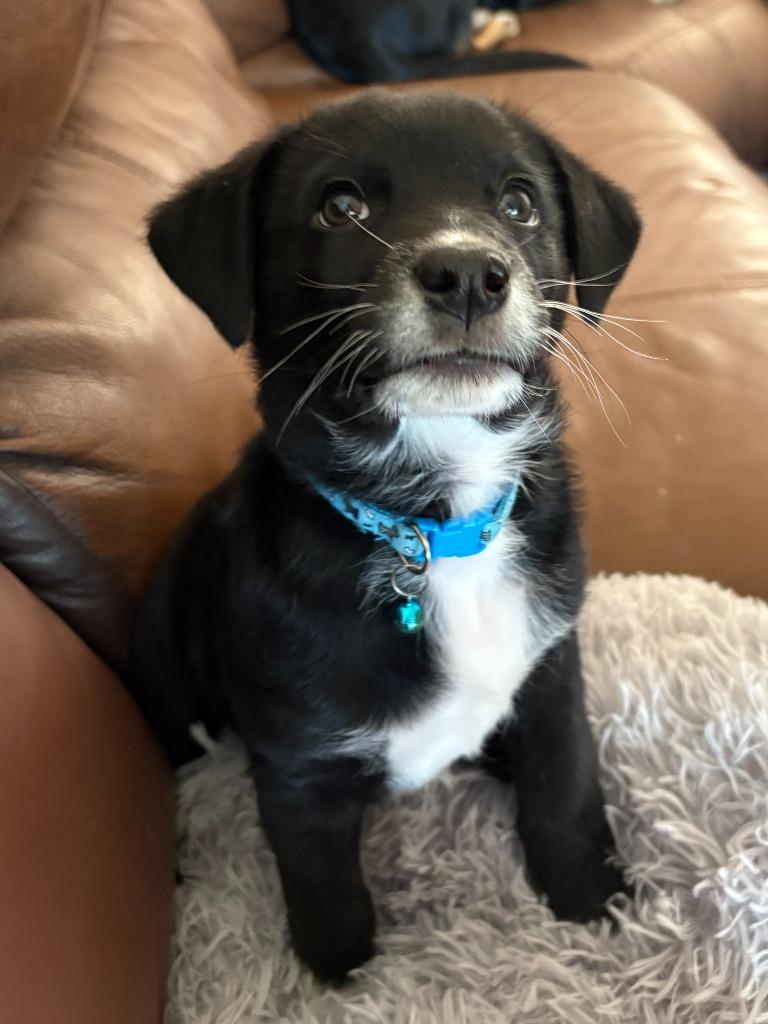 Enlarge Jasper, a Adopted mixed breed in Heber City, UT image 2/5