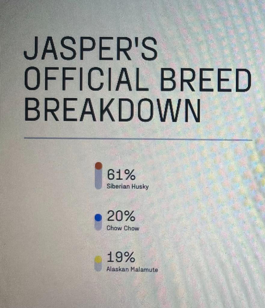 Enlarge Jasper, a Adoptable mixed breed in Heber City, UT image 3/6