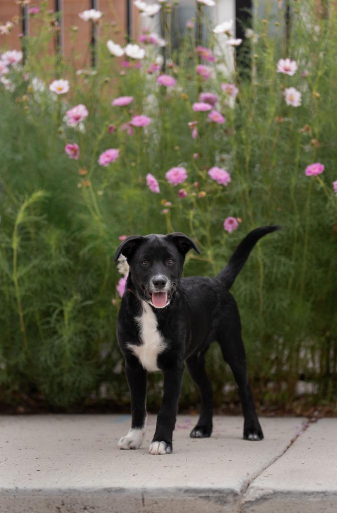 Jasper, a Adoptable mixed breed in Heber City, UT image 5/6