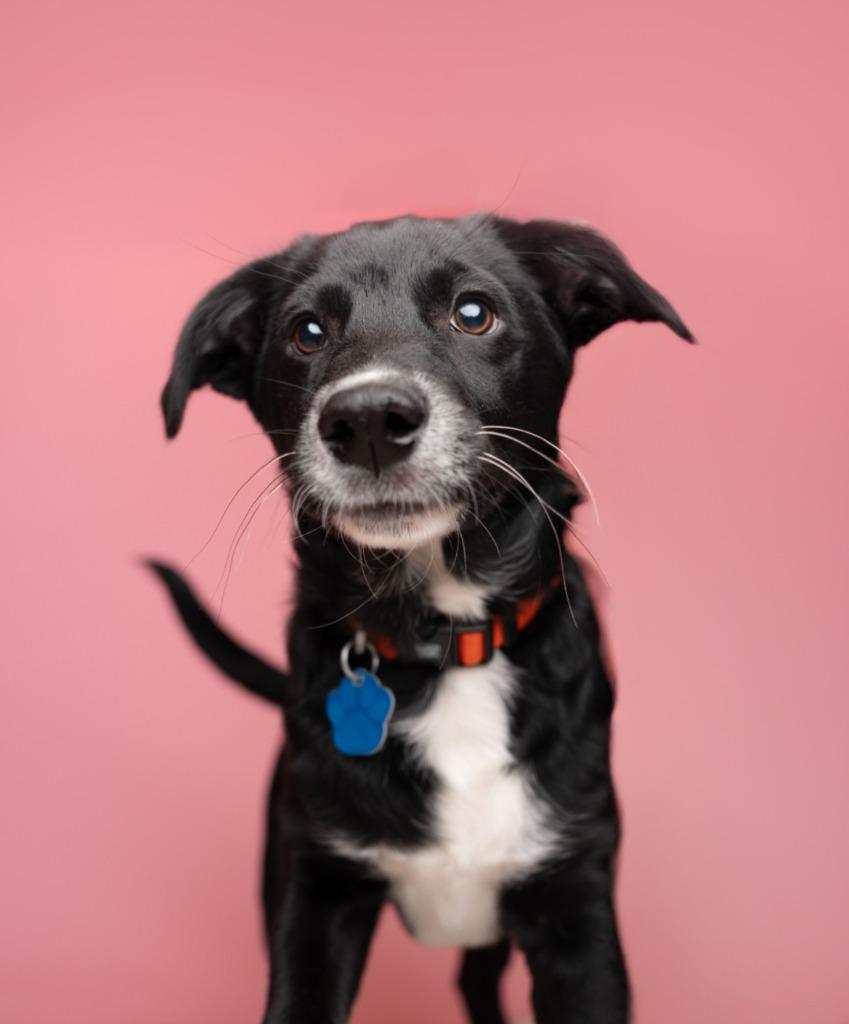 Enlarge Jasper, a Adopted mixed breed in Heber City, UT image 4/5