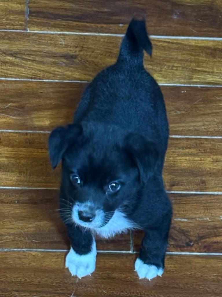 Enlarge Jasper, a Adopted mixed breed in Heber City, UT image 5/5