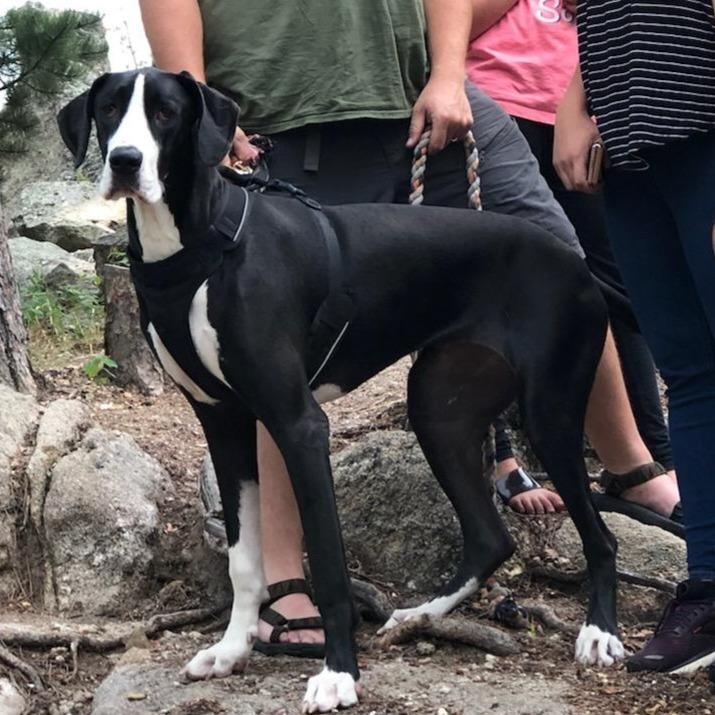 Shiloh — thumbnail 2