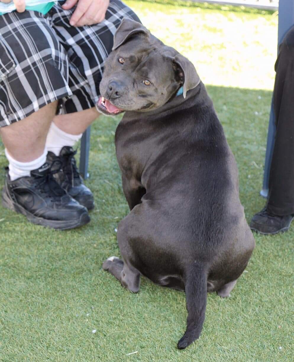 Boujee, a Adoptable Pit Bull Terrier in Olympia, WA image 3/5