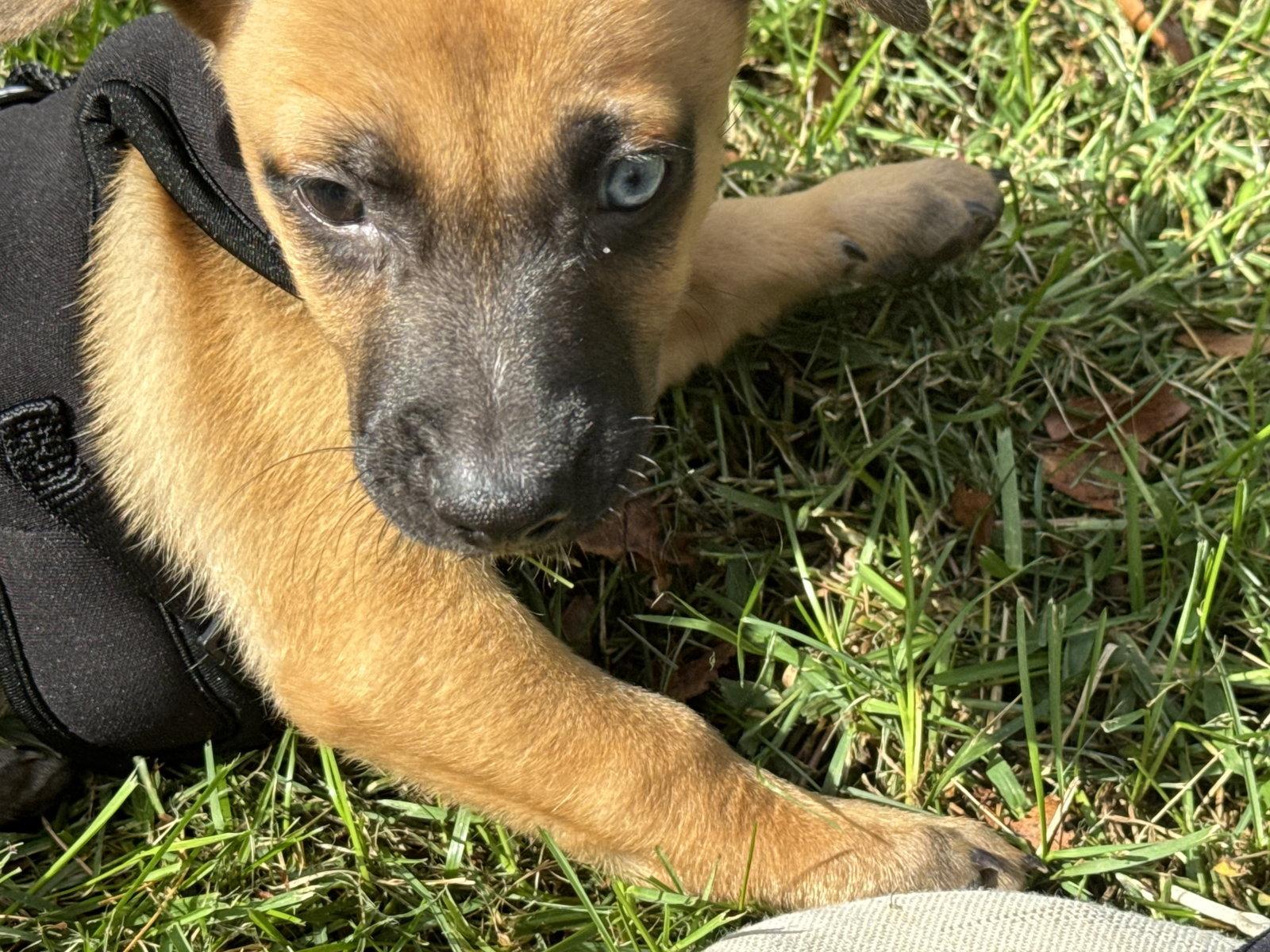 Duke, Adoptable, Puppy Male Pug & Chihuahua.