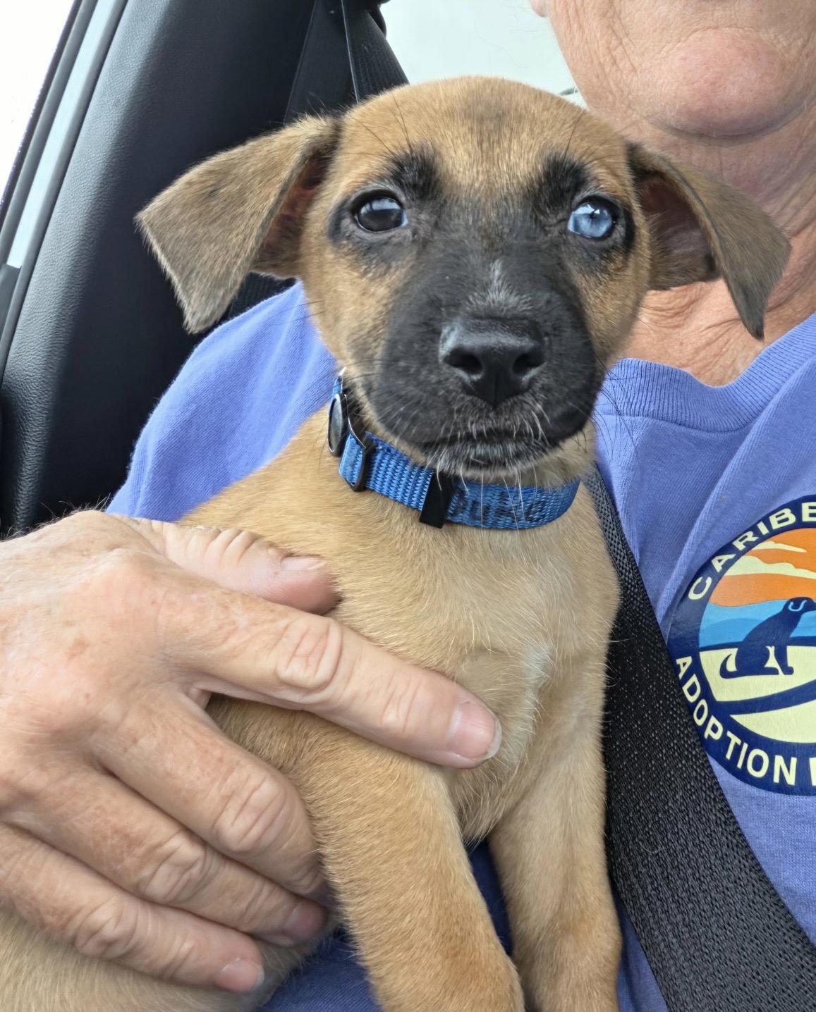 Enlarge Duke, a Adoptable mixed breed in Virginia Beach, VA image 2/3