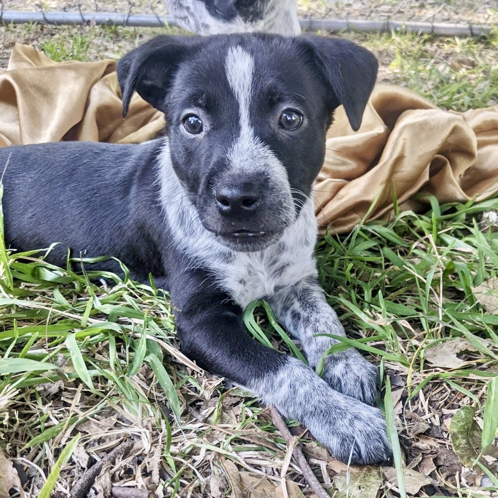 Dog for adoption Reptar, an Australian Cattle Dog / Blue Heeler in