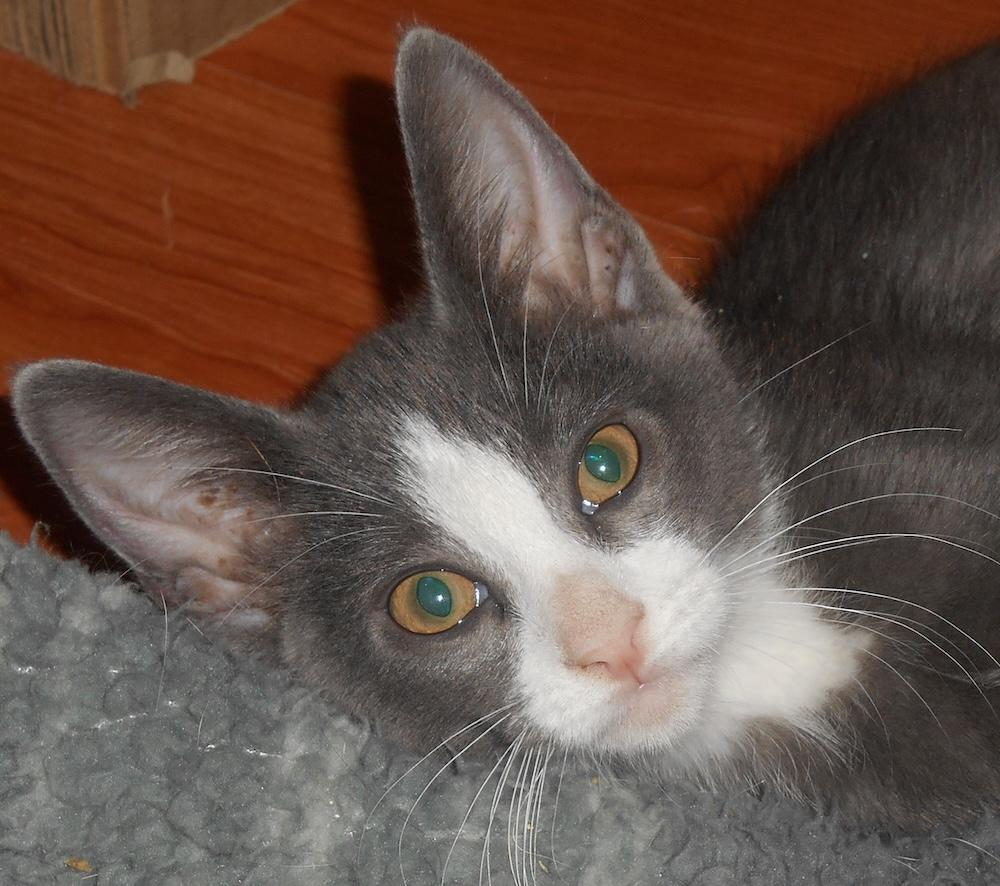 Enlarge Rollin, an adoptable mixed breed in Fair Oaks, CA image 1/1