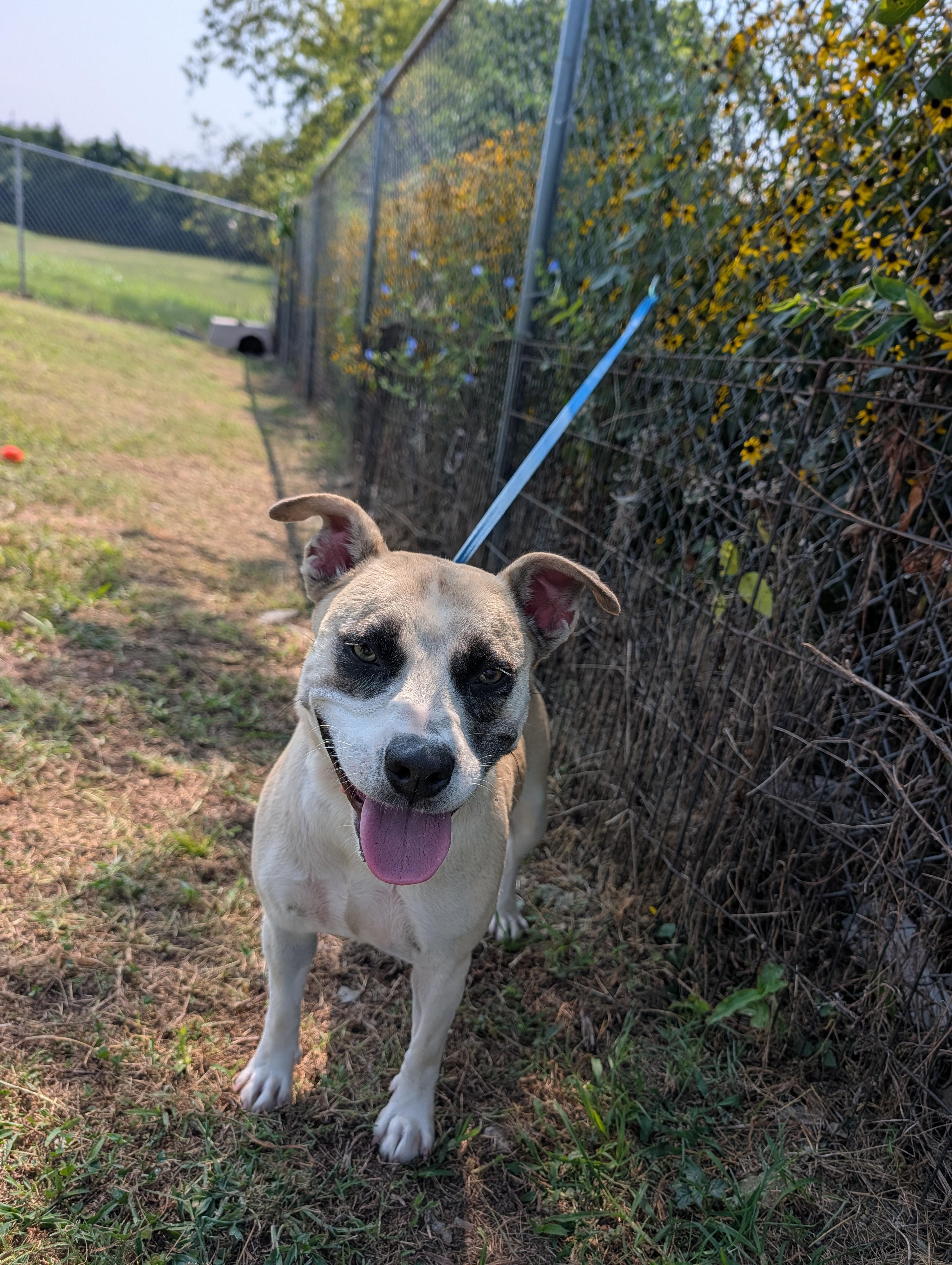 Katy, Adoptable, Young Female Labrador Retriever & American Staffordshire Terrier.