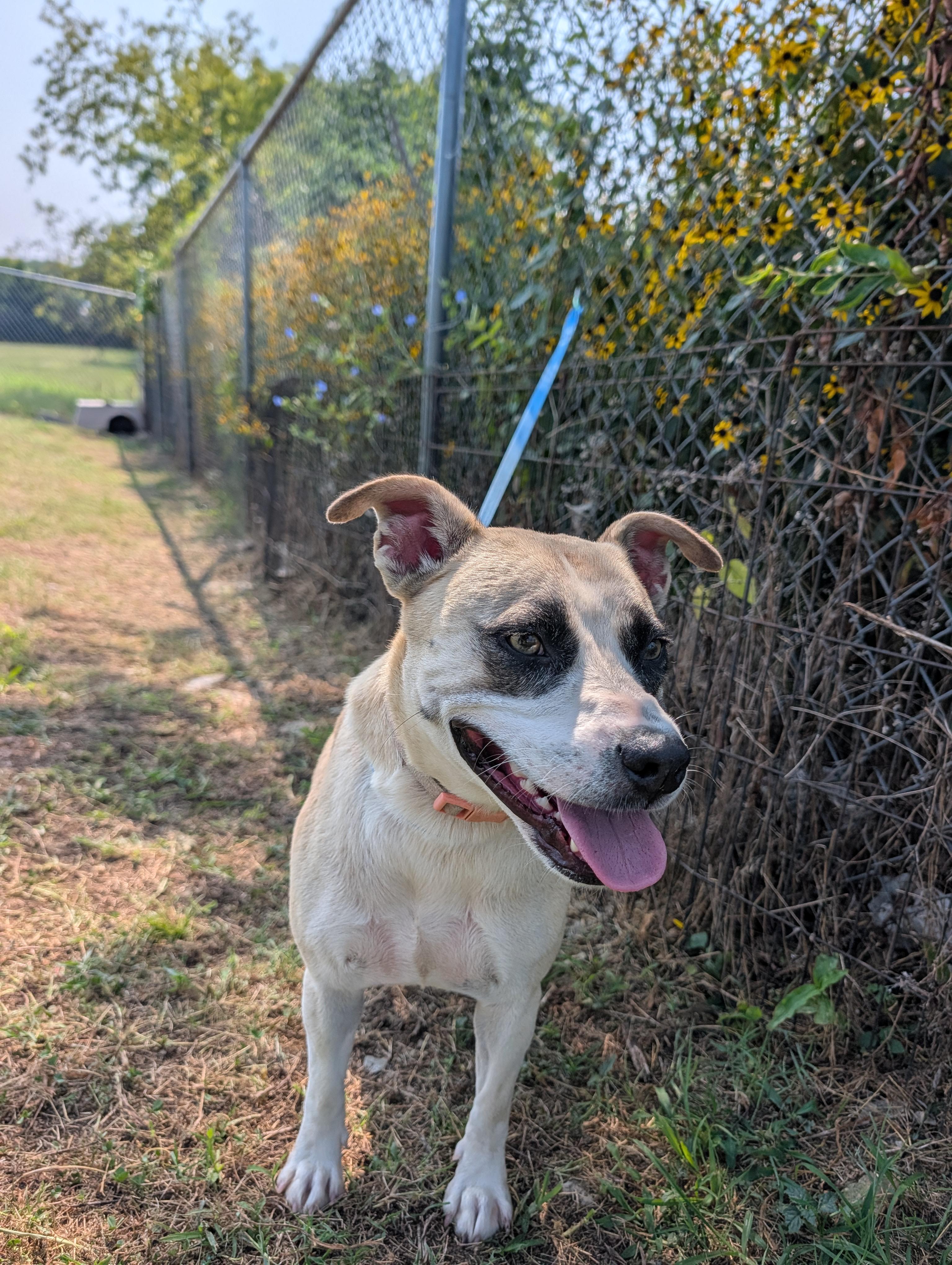 Katy, a Adoptable mixed breed in Lewisburg, TN image 3/4