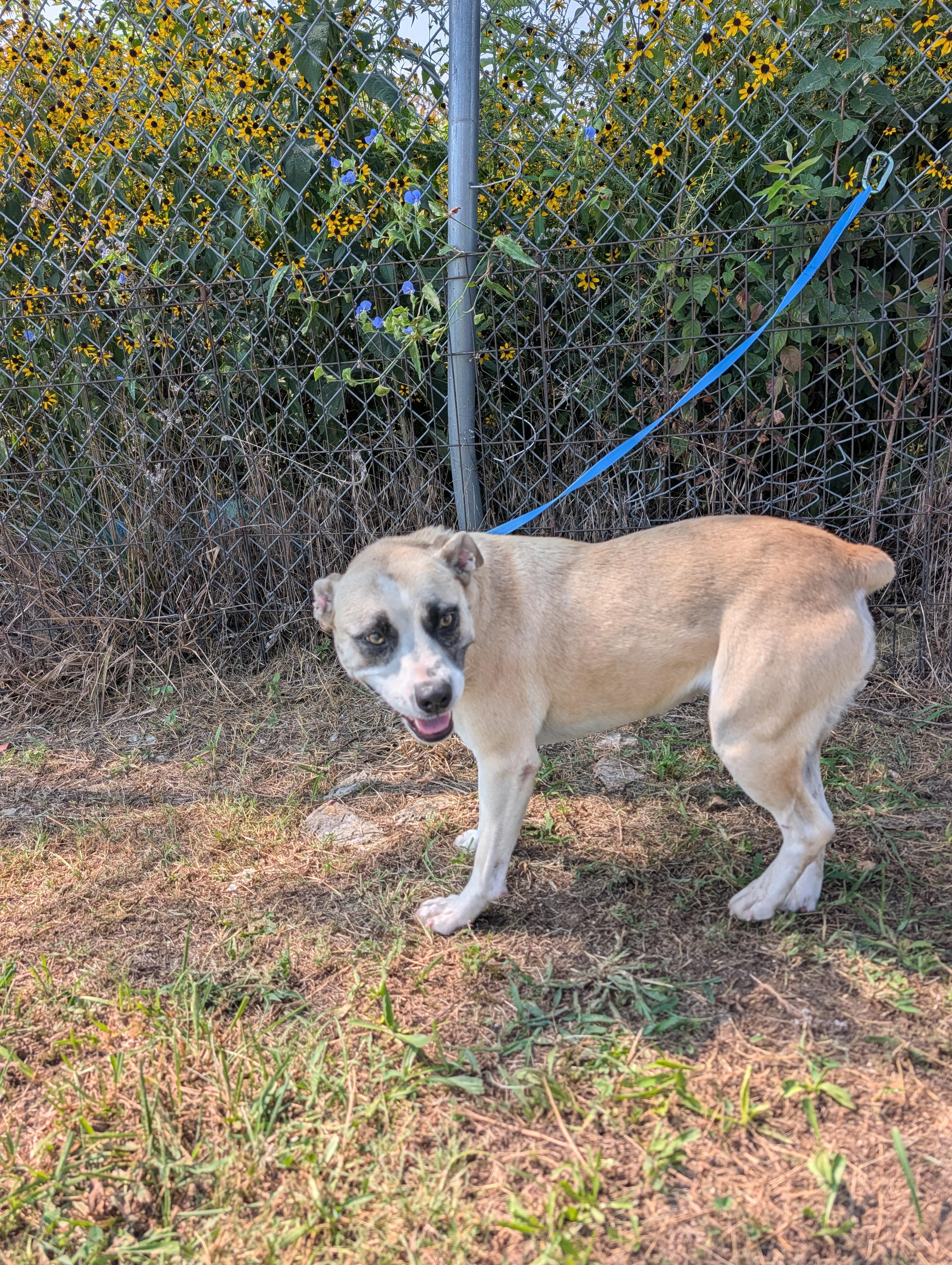 Katy, a Adoptable mixed breed in Lewisburg, TN image 4/4