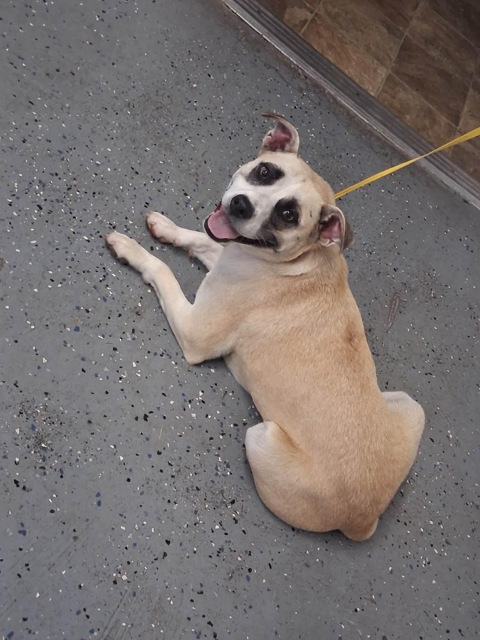 Katy, a Adoptable mixed breed in Lewisburg, TN image 2/4