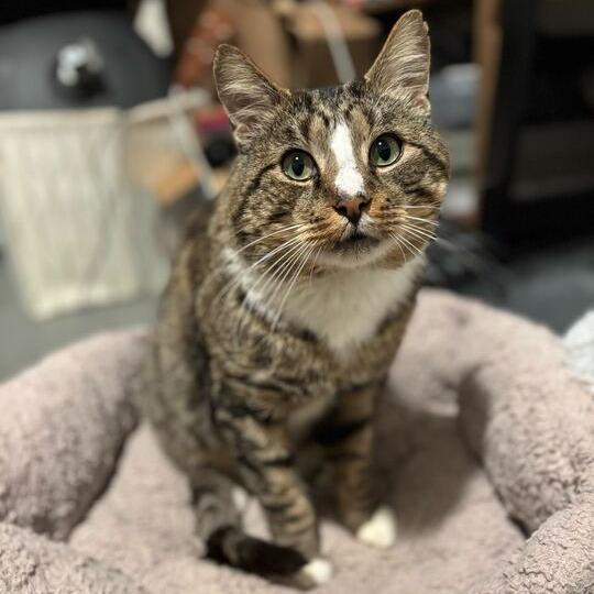 Rotisserie (Rory), Adoptable, Adult Male Domestic Short Hair.