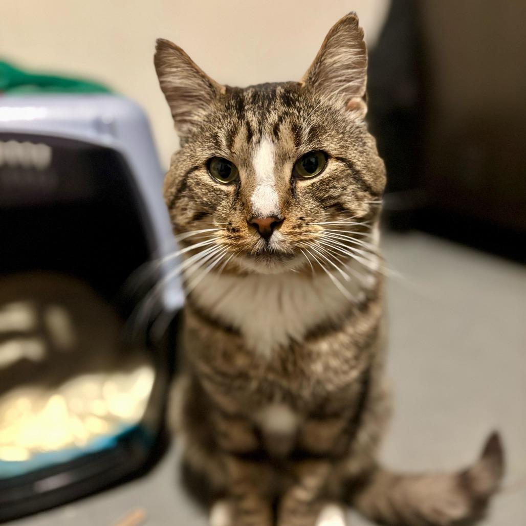 Enlarge Rotisserie (Rory), a Adoptable Domestic Short Hair in Enfield, NH image 1/4