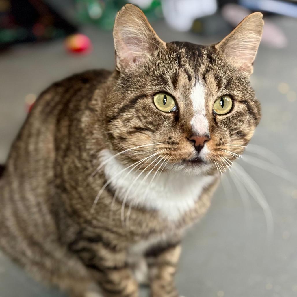 Enlarge Rotisserie (Rory), a Adoptable Domestic Short Hair in Enfield, NH image 2/4
