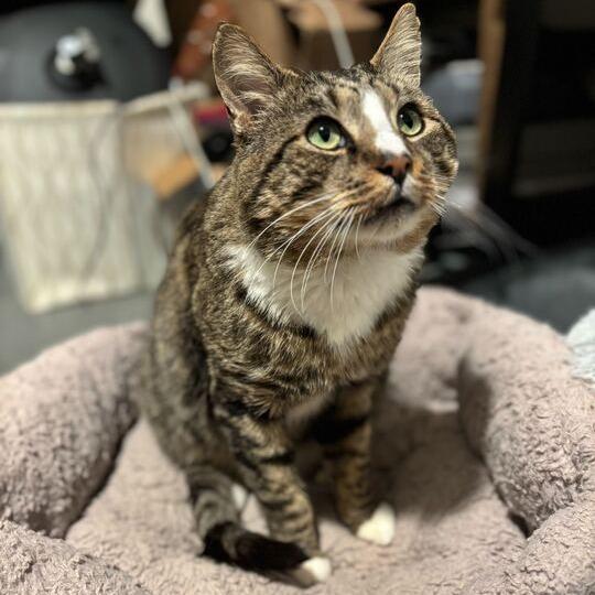 Enlarge Rotisserie (Rory), a Adoptable Domestic Short Hair in Enfield, NH image 3/4