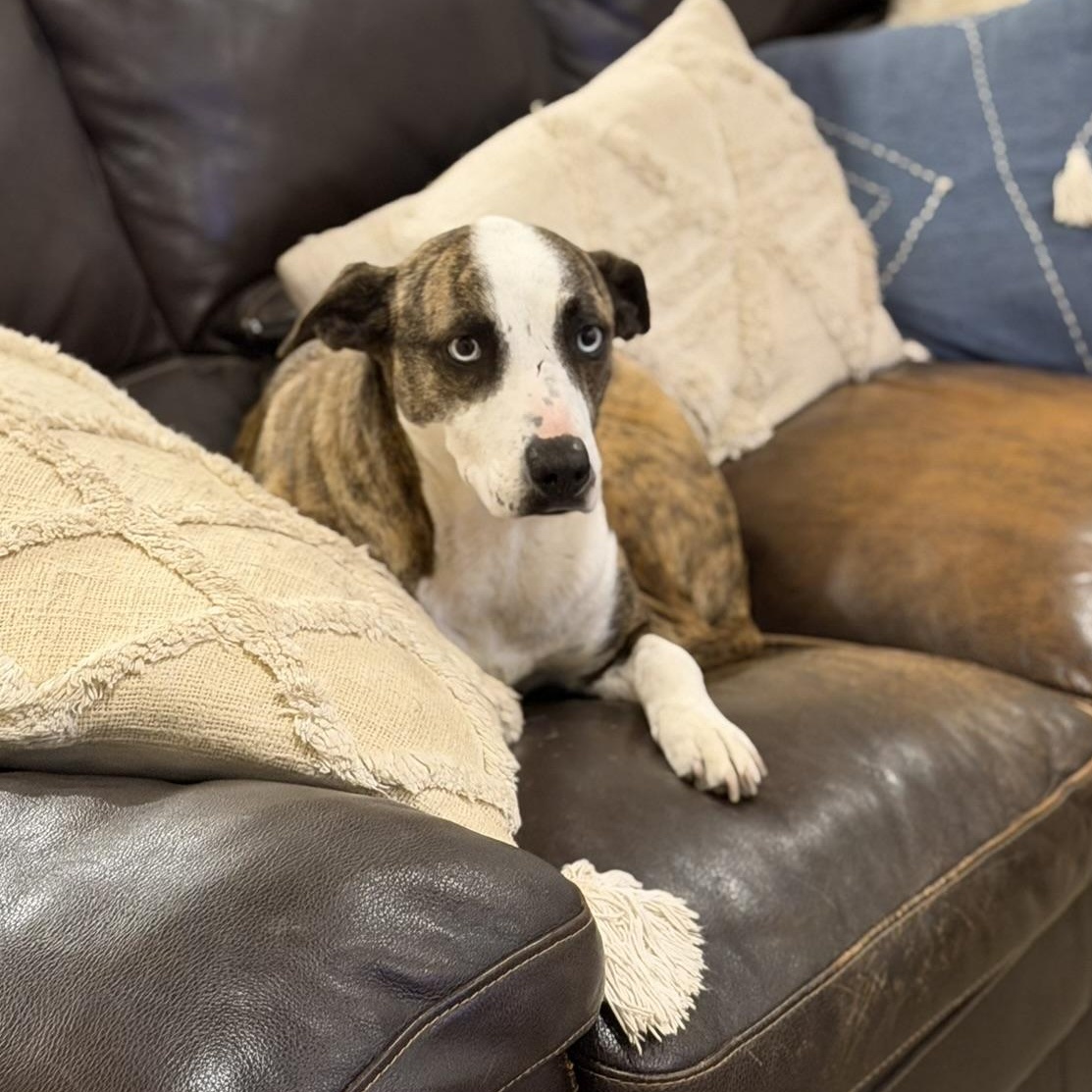 Enlarge Lily (aka Stripes), a ADOPTABLE mixed breed in San Diego, CA image 4/5