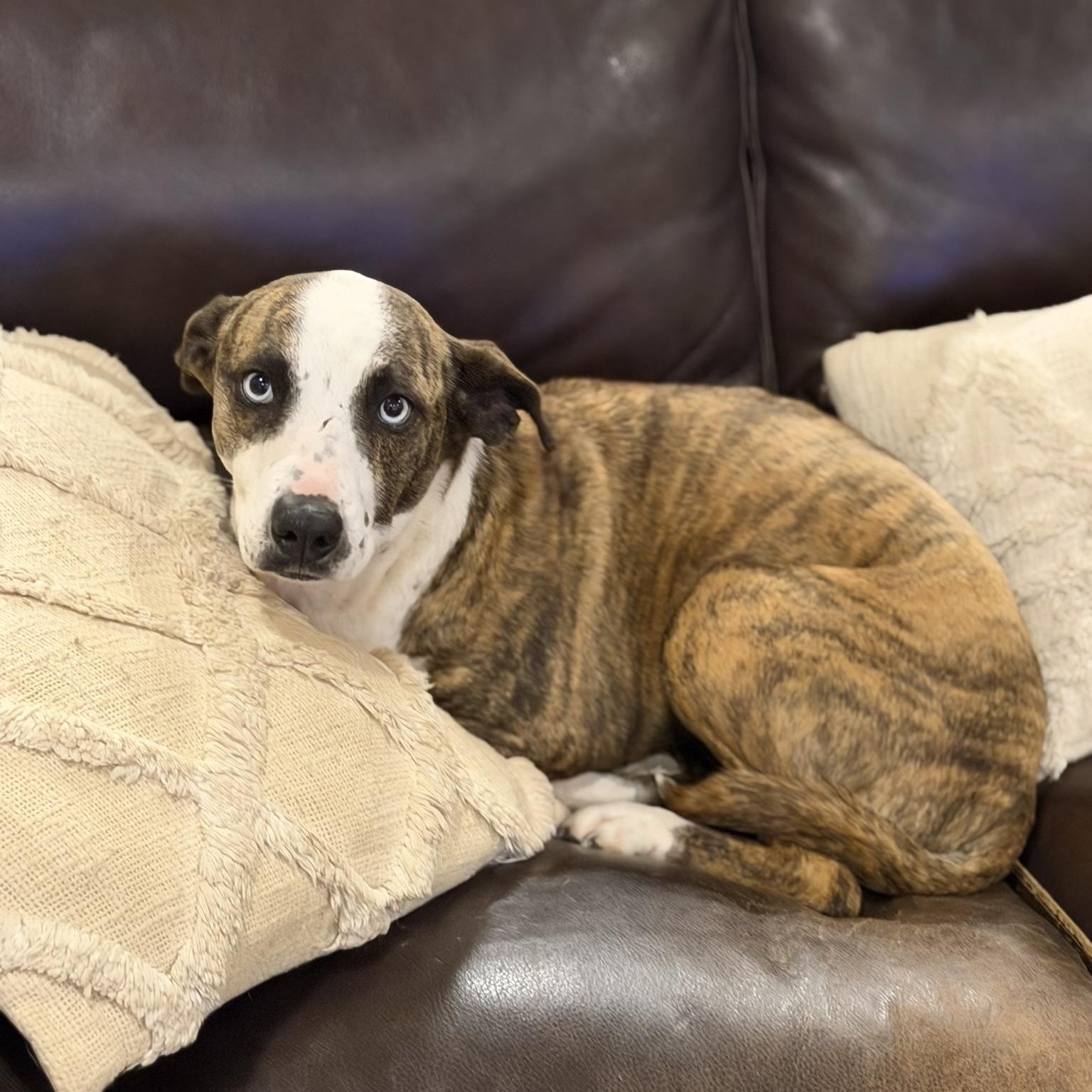 Enlarge Lily (aka Stripes), a ADOPTABLE mixed breed in San Diego, CA image 5/5