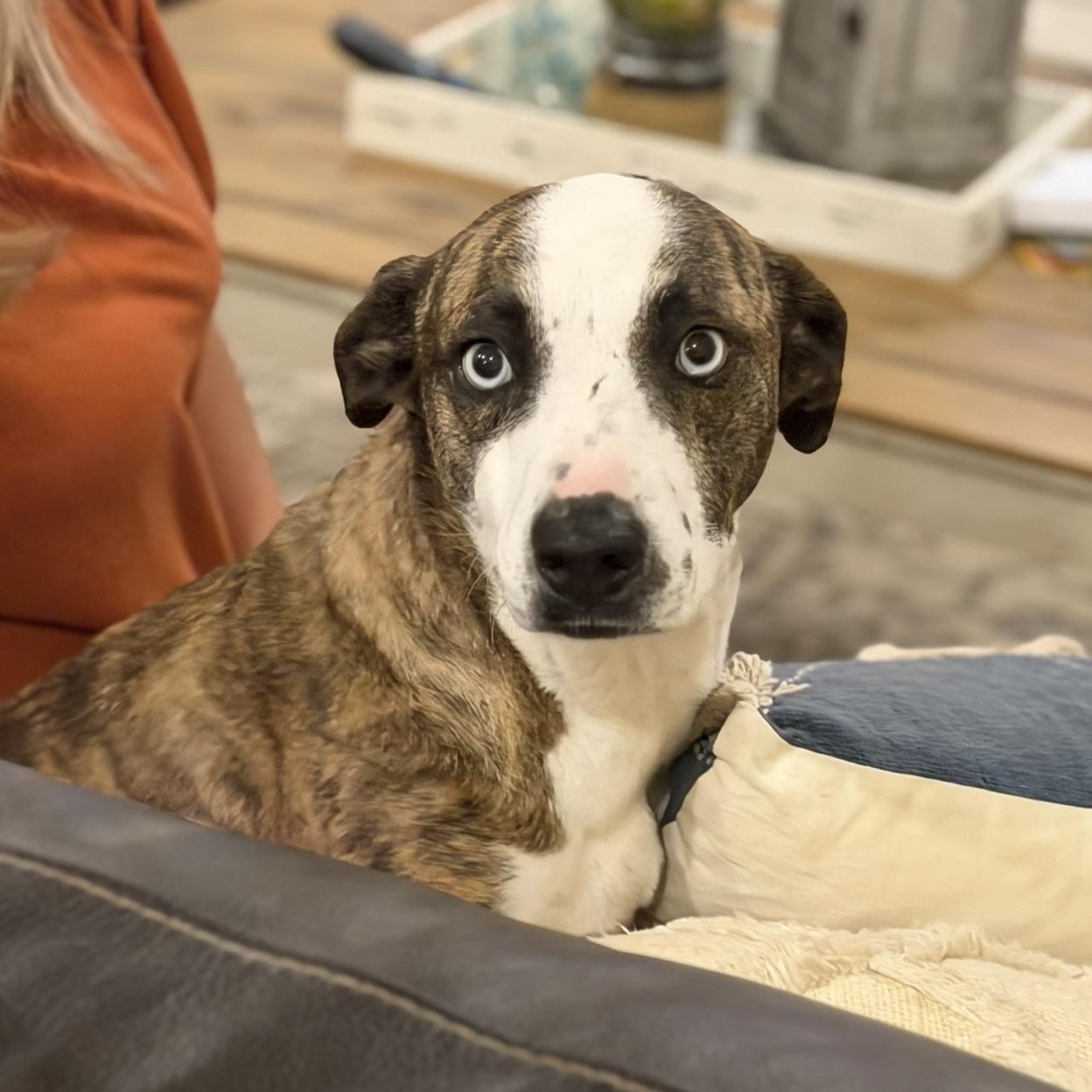 Enlarge Lily (aka Stripes), a ADOPTABLE mixed breed in San Diego, CA image 3/5