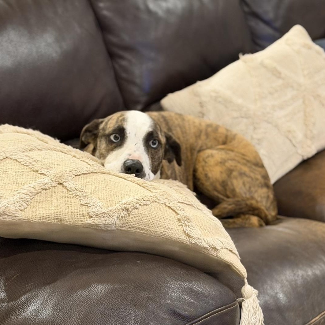 Enlarge Lily (aka Stripes), a ADOPTABLE mixed breed in San Diego, CA image 2/5