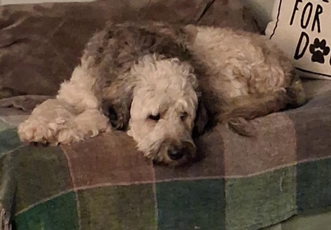 Shaggy, a ADOPTABLE mixed breed in Fordland, MO image 2/2