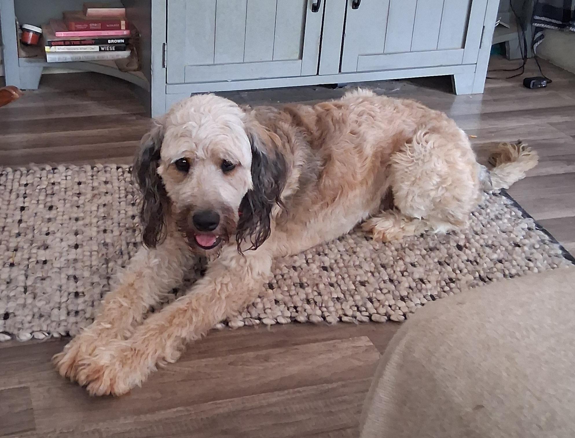 Shaggy, ADOPTABLE, Adult Male Poodle & German Shepherd Dog.