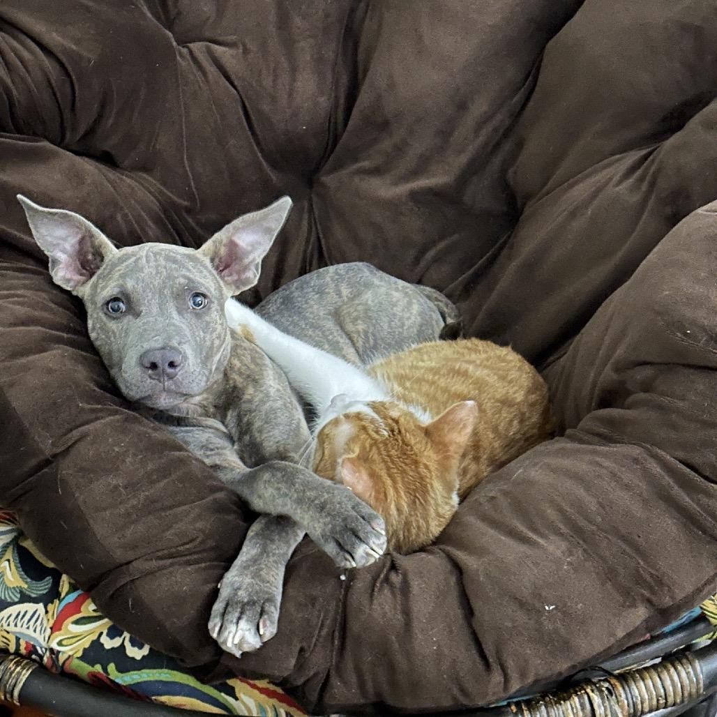 Enlarge Athena, a Adoptable Pit Bull Terrier in Dallas, TX image 3/6