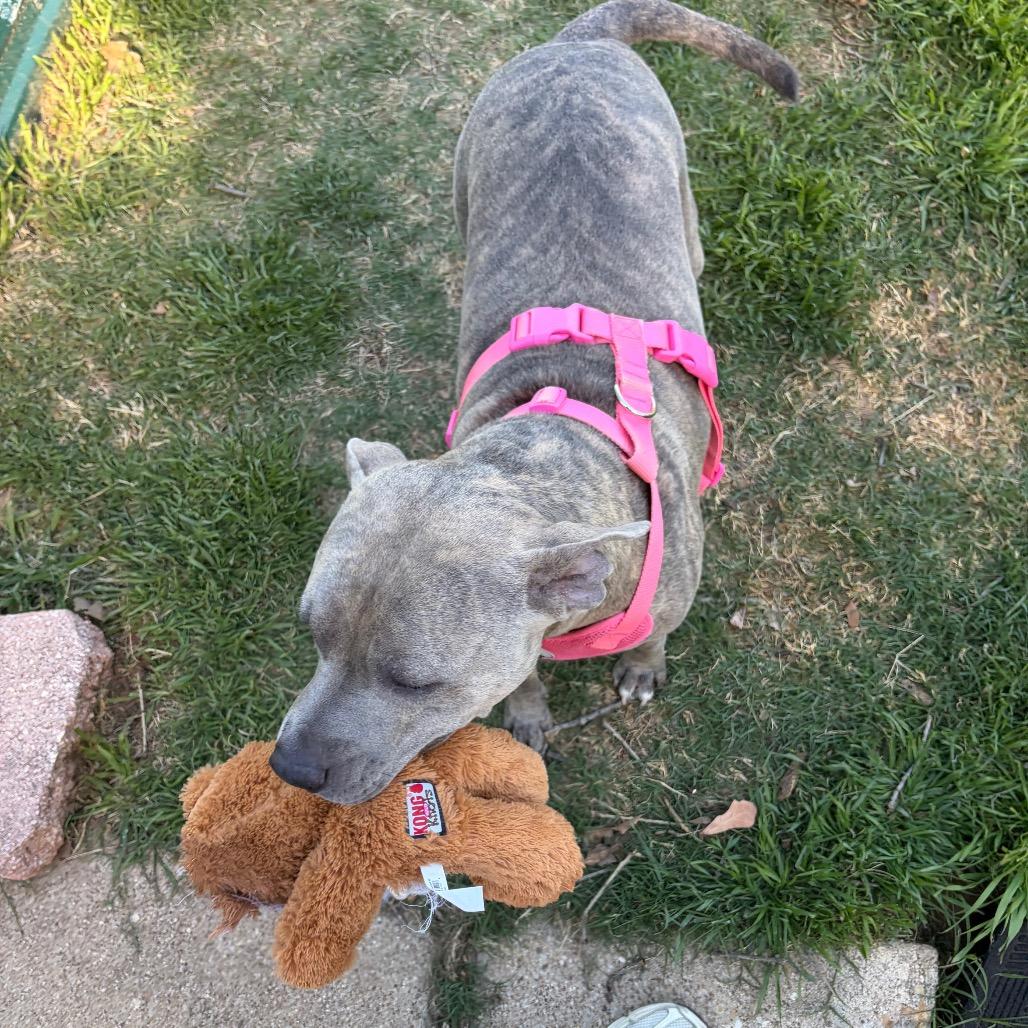 Enlarge Athena, a Adoptable Pit Bull Terrier in Dallas, TX image 4/6