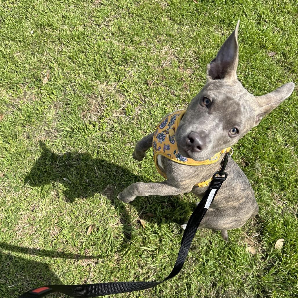 Enlarge Athena, a Adoptable Pit Bull Terrier in Dallas, TX image 5/6