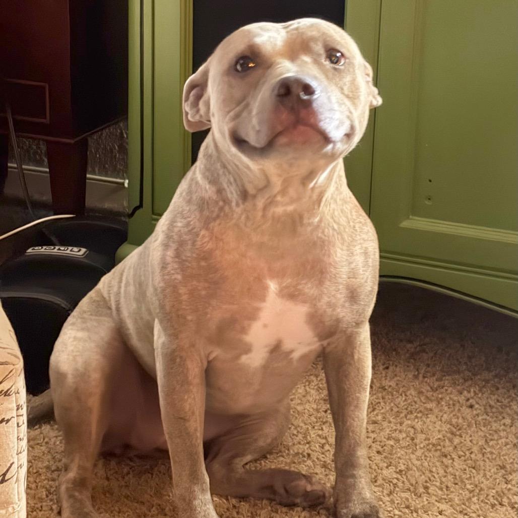 Enlarge Athena, a Adoptable Pit Bull Terrier in Dallas, TX image 6/6