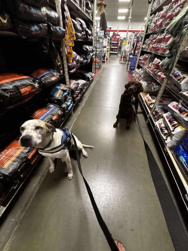 Bubbs, Adoptable, Young Male American Staffordshire Terrier & Labrador Retriever.