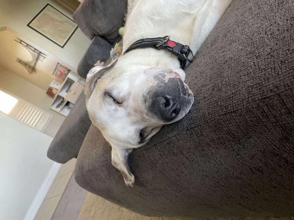 Bubbs, a Adoptable mixed breed in Tulare, CA image 2/6