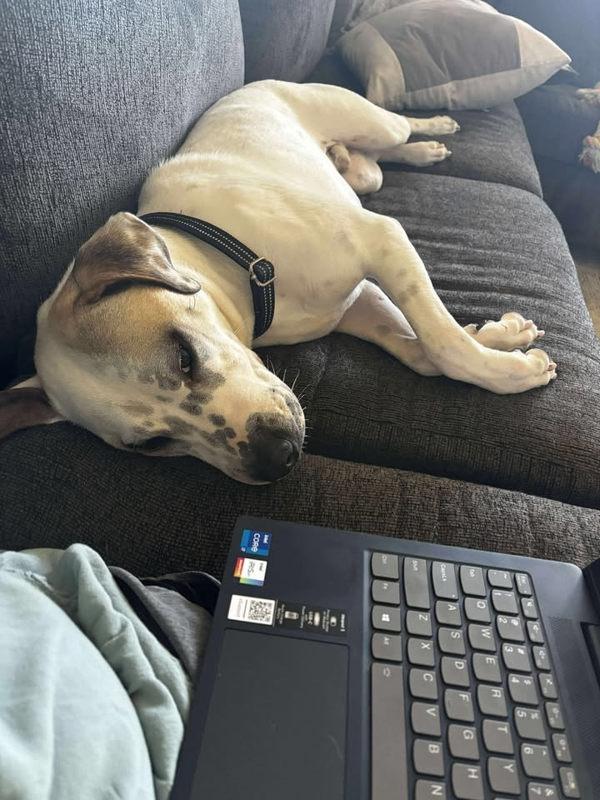 Bubbs, a Adoptable mixed breed in Tulare, CA image 3/6