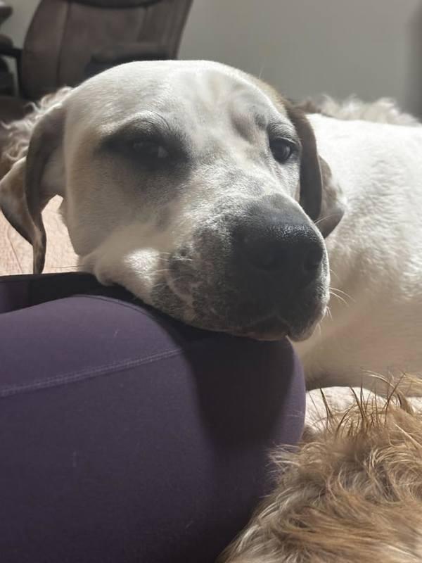 Bubbs, a Adoptable mixed breed in Tulare, CA image 4/6