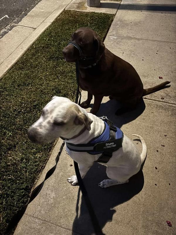 Bubbs, a Adoptable mixed breed in Tulare, CA image 5/6