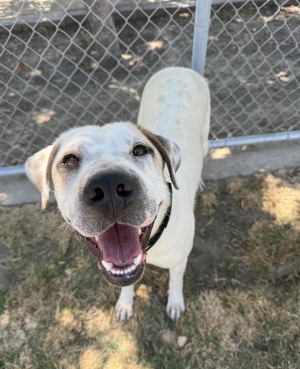 Bubbs, a Adoptable mixed breed in Tulare, CA image 6/6