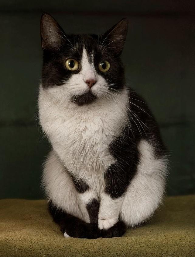 Diadem, Adoptable, Adult Female Domestic Short Hair.