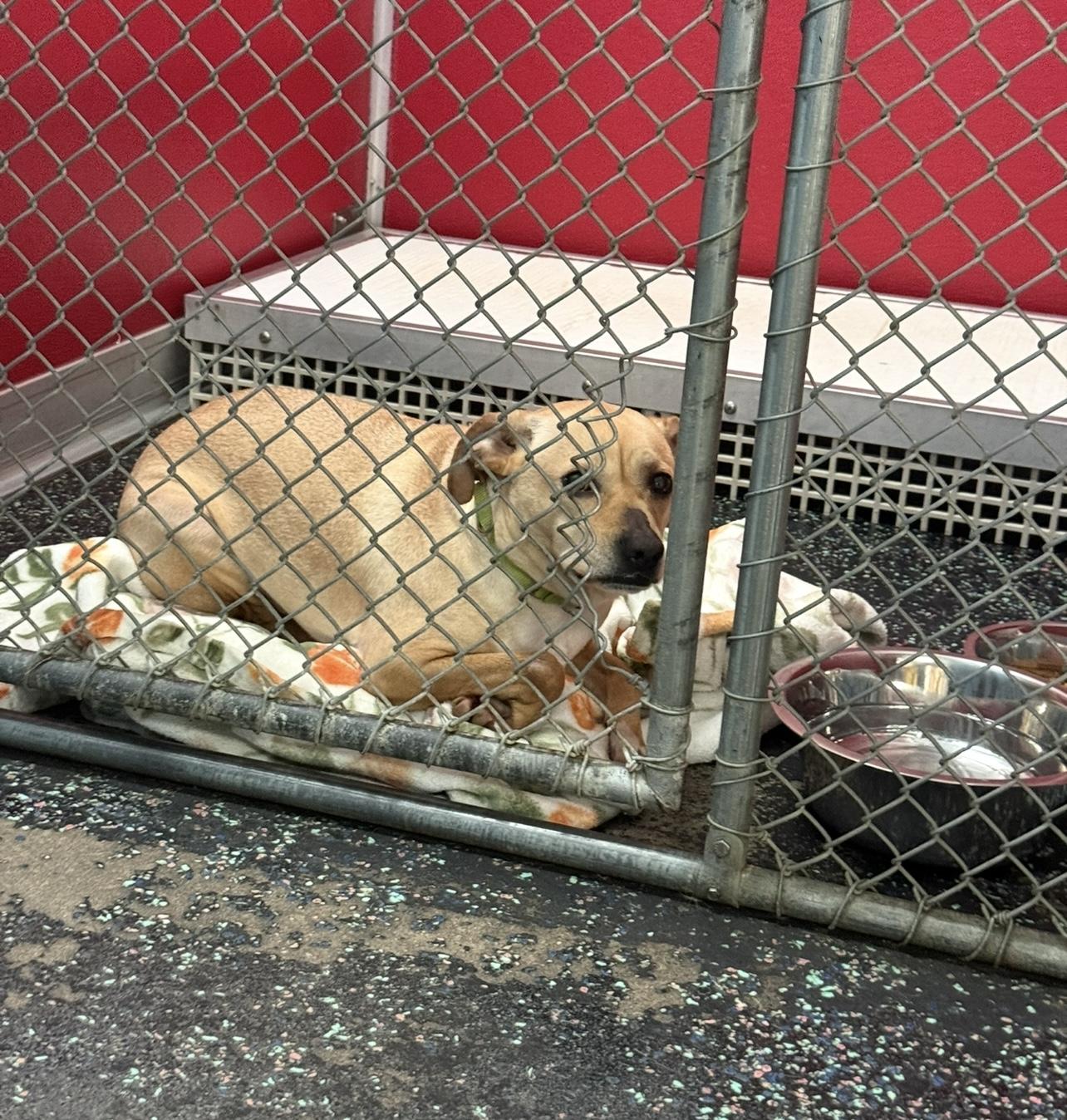 Enlarge Boss — Your Happy-Go-Lucky Bestie, a Adoptable mixed breed image 1/1