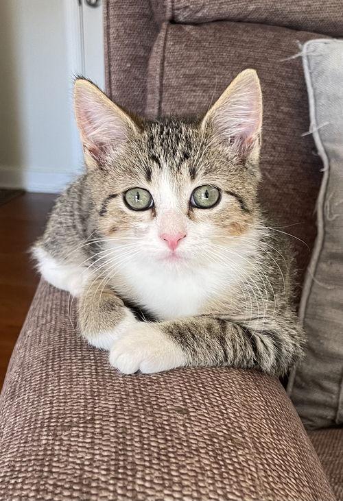 Gizmo, Willow Grove Area, (FCID 11/11/2025-39) KC