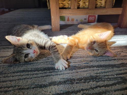 Gizmo, Willow Grove Area, (FCID 11/11/2025-39) KC