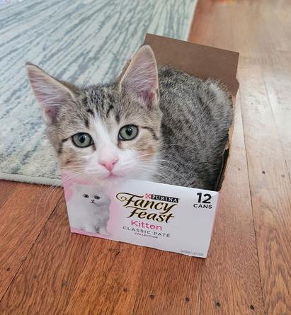 Gizmo, Willow Grove Area, (FCID 11/11/2025-39) KC