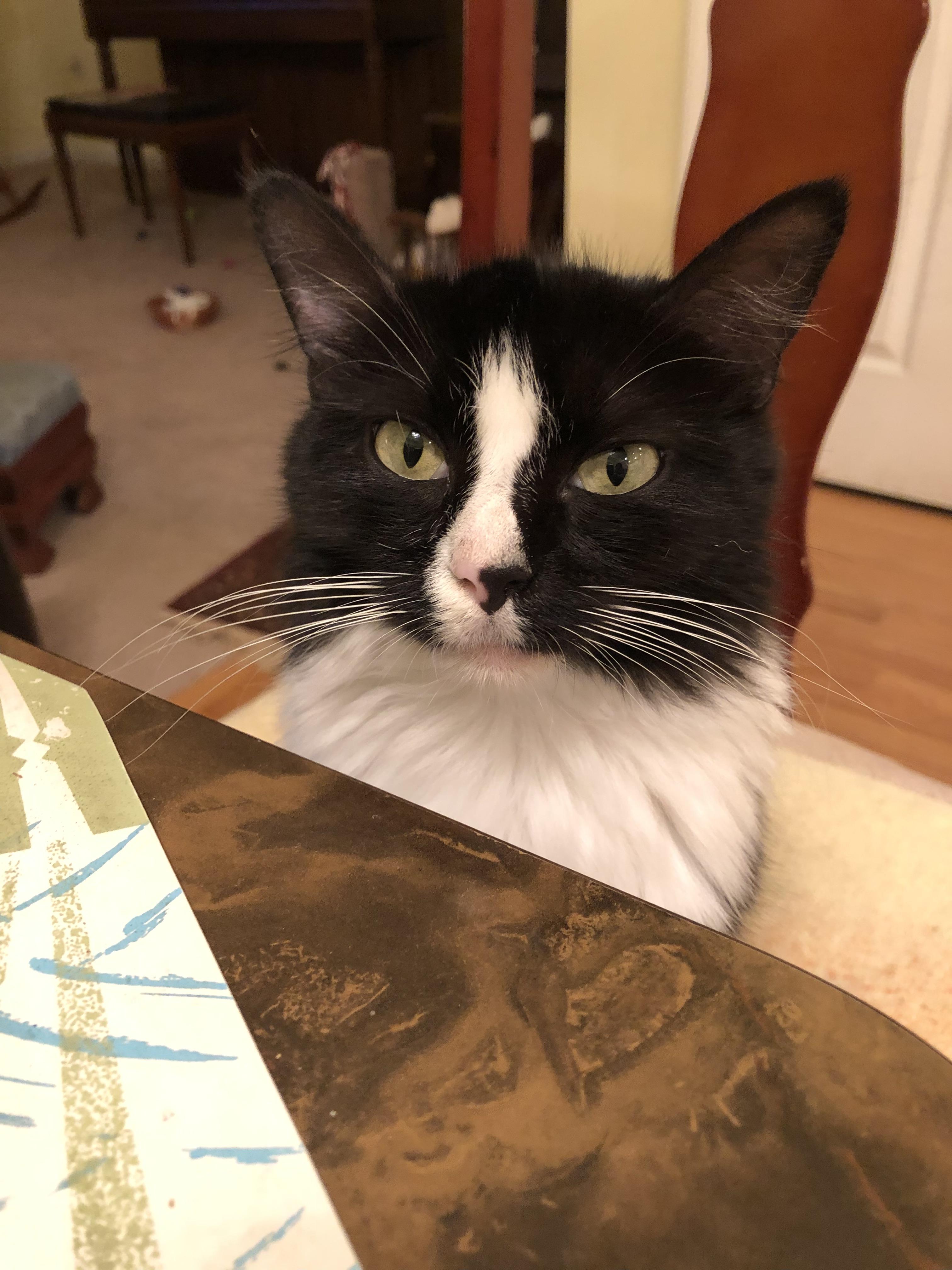 Enlarge Eliza Doolittle, a Adoptable Domestic Medium Hair in Beltsville, MD image 2/6