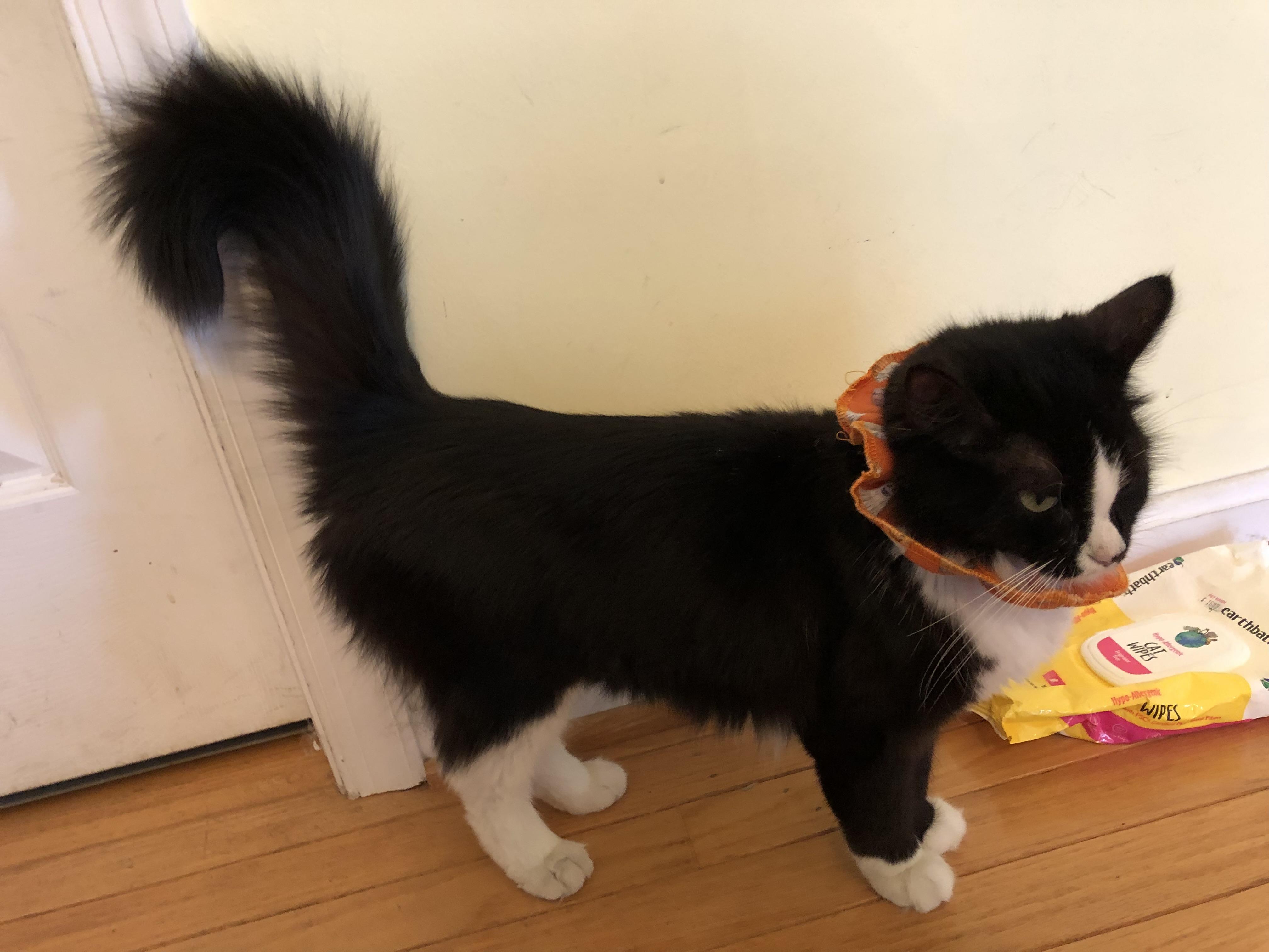 Enlarge Eliza Doolittle, a Adoptable Domestic Medium Hair in Beltsville, MD image 5/6