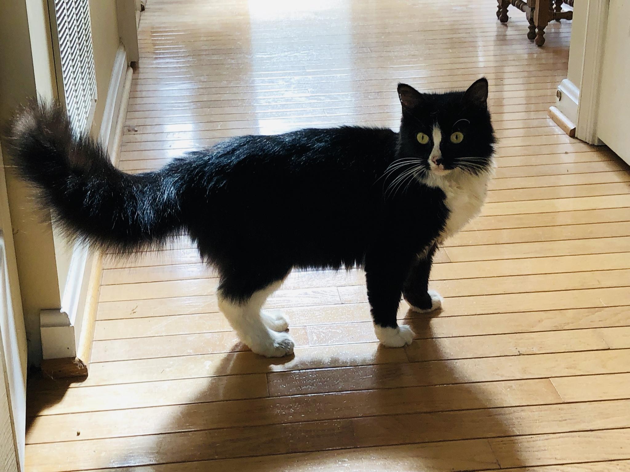 Eliza Doolittle, Adoptable, Adult Female Domestic Medium Hair.