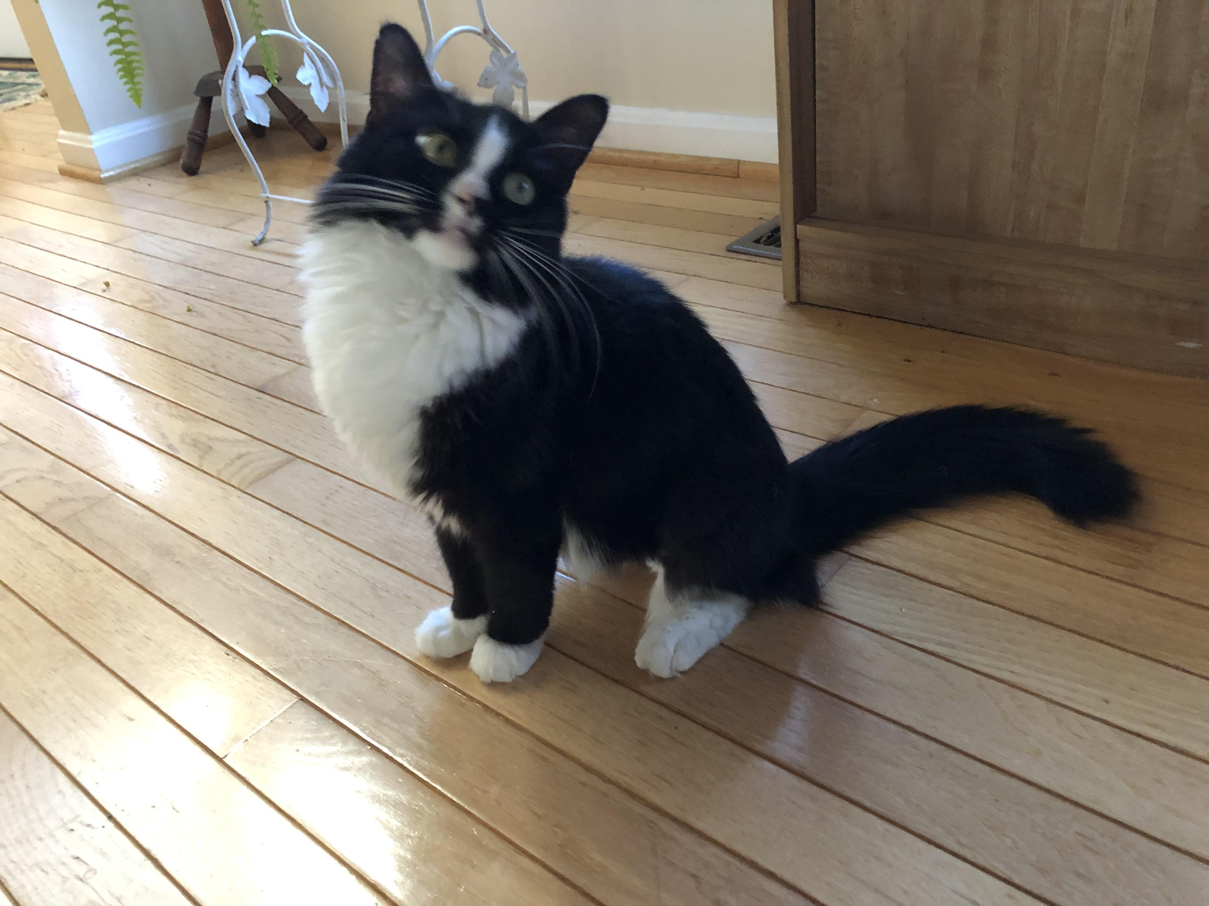 Enlarge Eliza Doolittle, a Adoptable Domestic Medium Hair in Beltsville, MD image 3/6