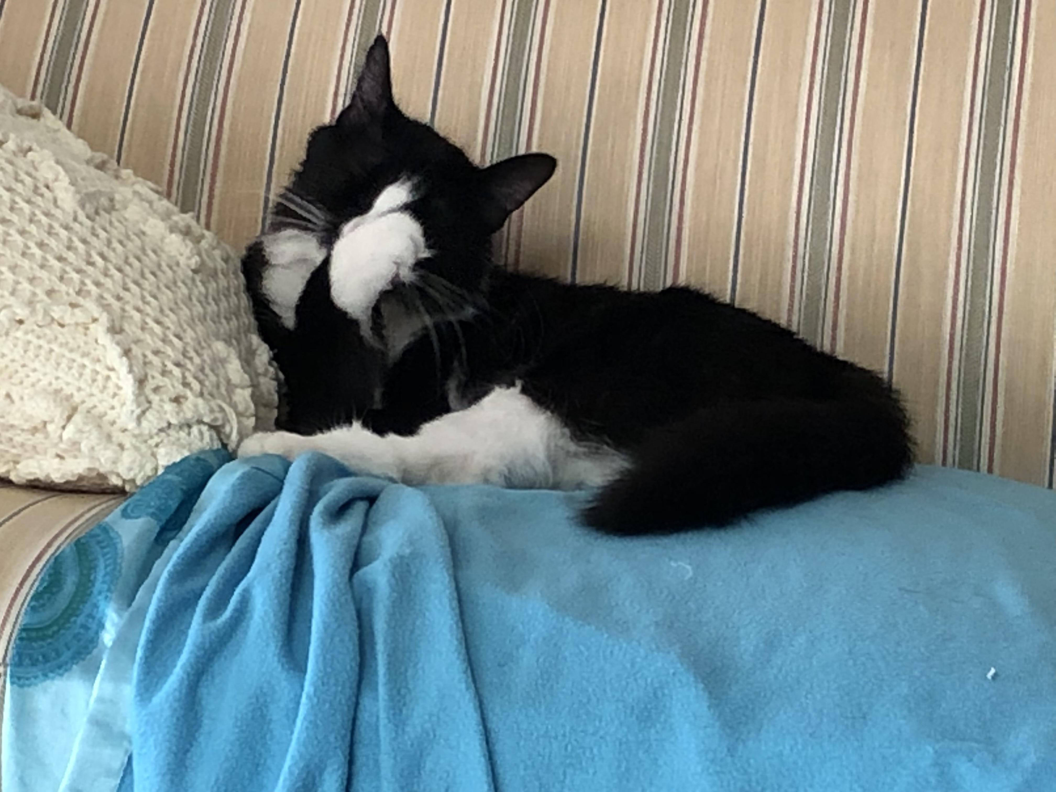 Enlarge Eliza Doolittle, a Adoptable Domestic Medium Hair in Beltsville, MD image 6/6