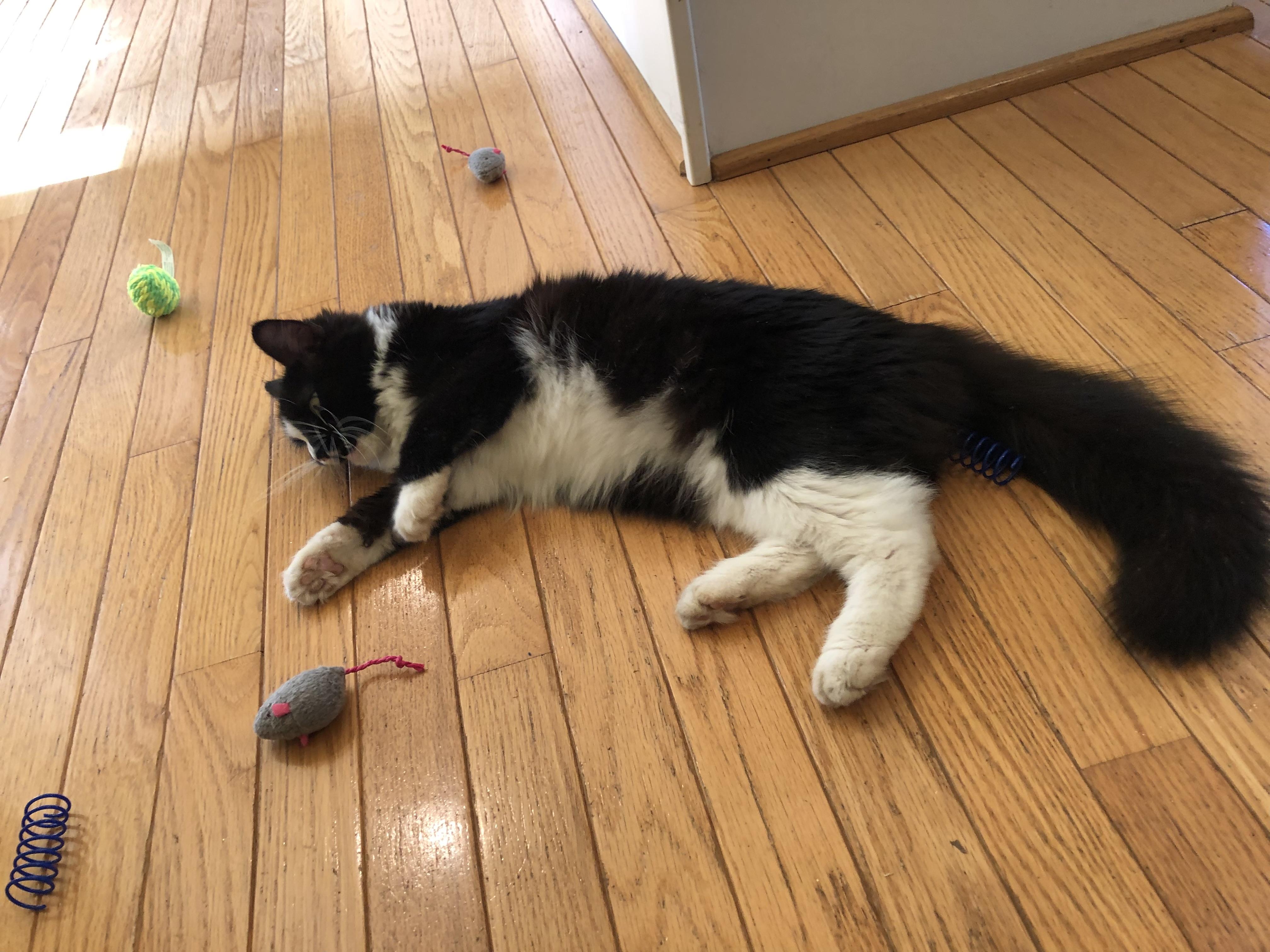 Enlarge Eliza Doolittle, a Adoptable Domestic Medium Hair in Beltsville, MD image 4/6