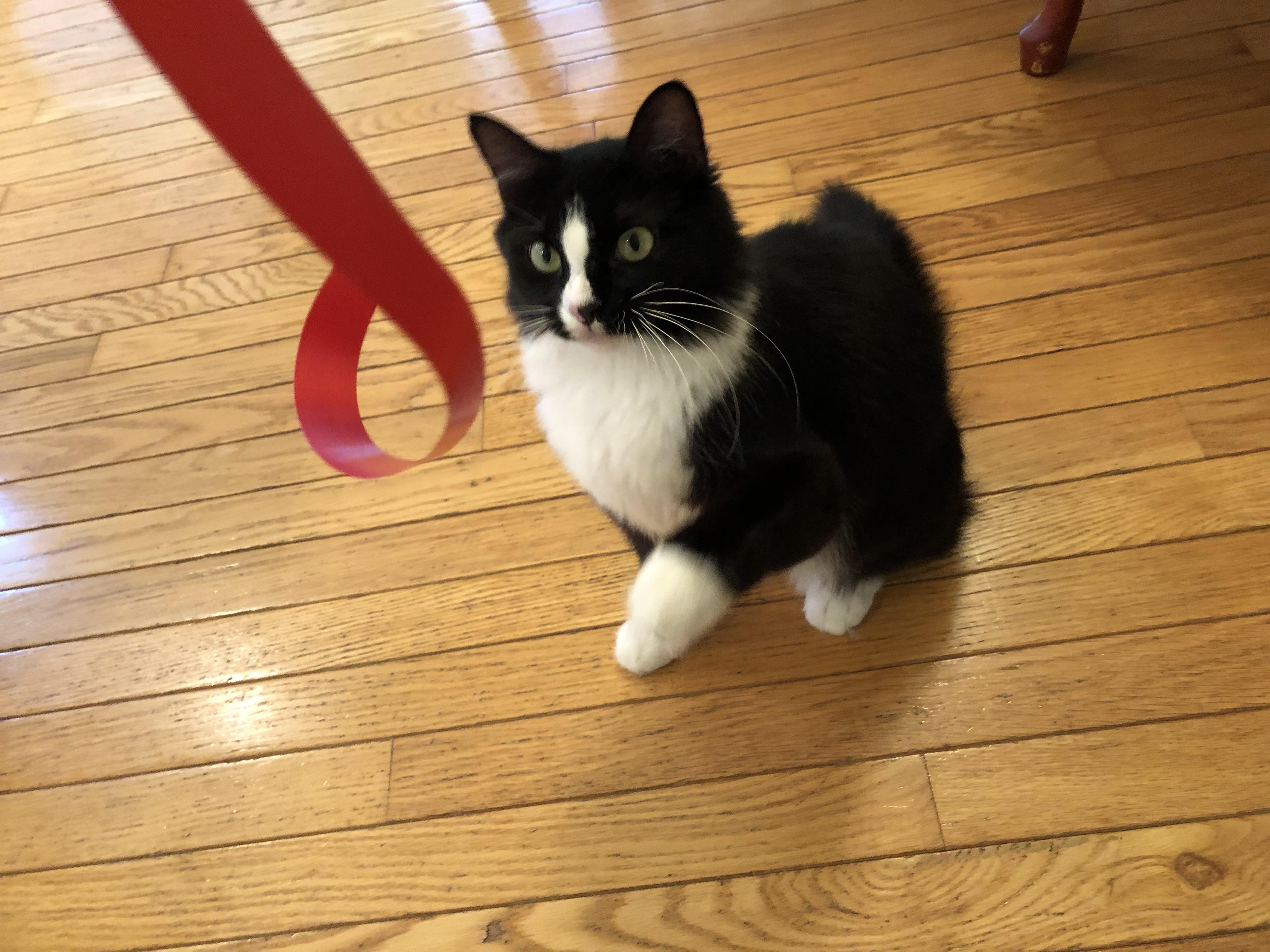 Enlarge Eliza Doolittle, a Adoptable Domestic Medium Hair in Beltsville, MD image 1/6