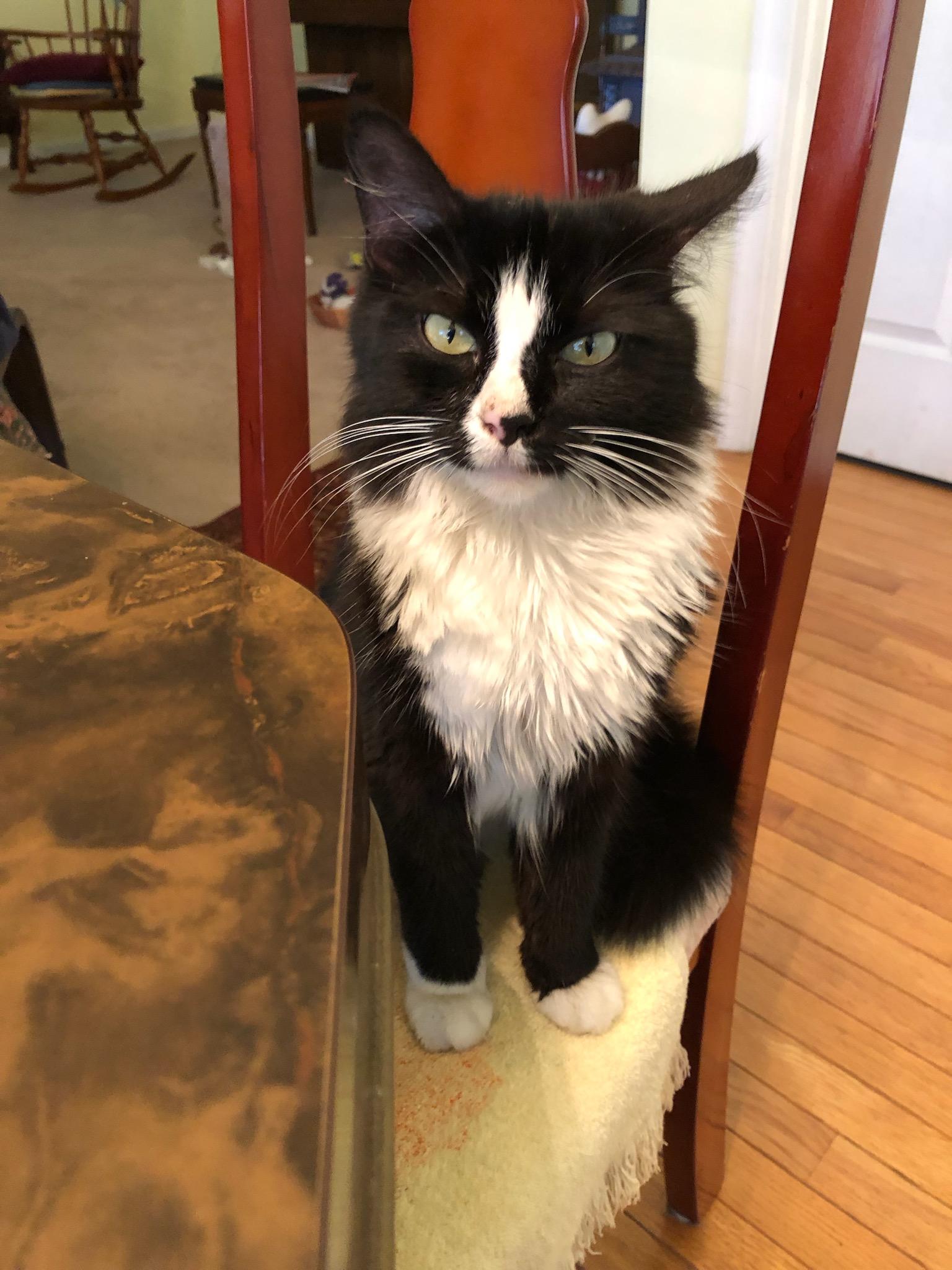 Enlarge Eliza Doolittle, a Adoptable Domestic Medium Hair in Beltsville, MD image 6/6